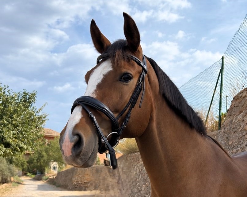 horse